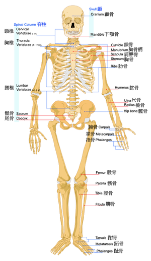 Skeletal System bone.png